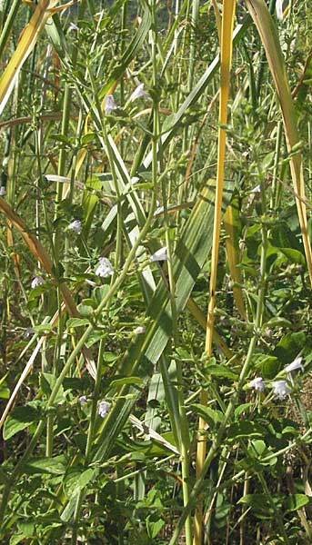 Clinopodium menthifolium subsp. ascendens \ Aufsteigende Bergminze / Common Calamint, Kroatien/Croatia Istrien/Istria, Rabac 15.7.2007