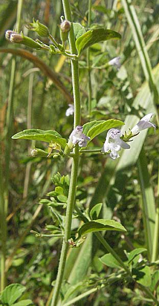 Clinopodium menthifolium subsp. ascendens / Common Calamint, Croatia Istria, Rabac 15.7.2007