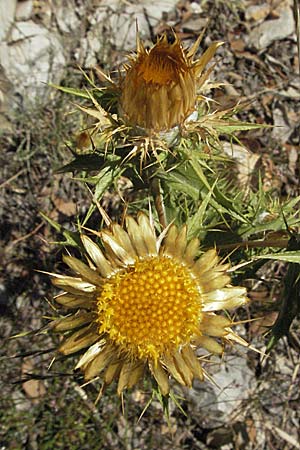 Carlina corymbosa \ Doldige Golddistel / Carline Thistle, Kroatien/Croatia Istrien/Istria, Rabac 15.7.2007