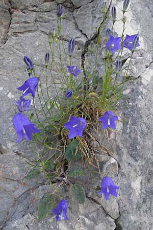 Campanula rotundifolia ? \ Rundblttrige Glockenblume / Harebell, Kroatien/Croatia Učka 28.6.2010