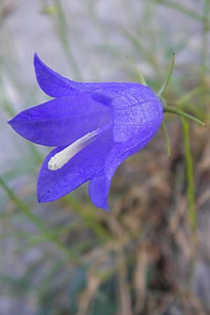 Campanula rotundifolia ? \ Rundblttrige Glockenblume / Harebell, Kroatien/Croatia Učka 28.6.2010