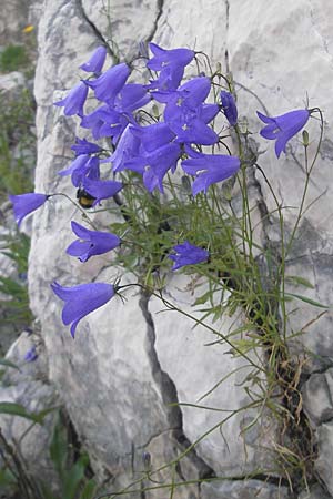 Campanula rotundifolia ? \ Rundblttrige Glockenblume / Harebell, Kroatien/Croatia Učka 28.6.2010