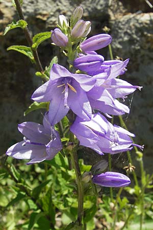 Campanula bononiensis \ Bologneser Glockenblume, Filz-Glockenblume, Kroatien Senj 29.6.2010