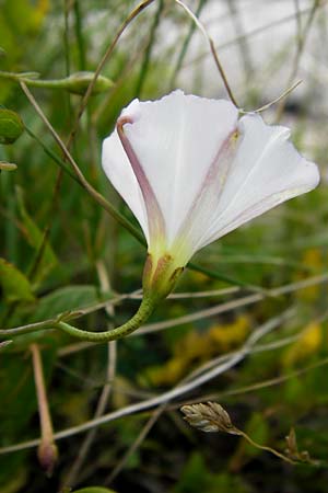 Convolvulus arvensis / Field Bindweed, Croatia Velebit Zavizan 19.8.2016