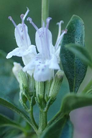 Clinopodium calamintha \ Kleinbltige Bergminze / Lesser Calamint, Kroatien/Croatia Istrien/Istria, Pazin 13.8.2016