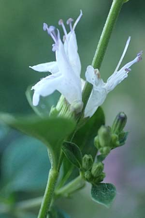 Calamintha nepeta subsp. glandulosa \ Kleinblütige Bergminze / Lesser Calamint, Kroatien/Croatia Istrien/Istria, Pazin 13.8.2016
