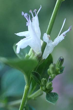 Clinopodium calamintha \ Kleinbltige Bergminze / Lesser Calamint, Kroatien/Croatia Istrien/Istria, Pazin 13.8.2016