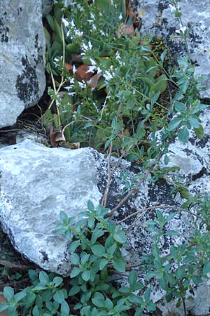 Clinopodium calamintha \ Kleinbltige Bergminze / Lesser Calamint, Kroatien/Croatia Istrien/Istria, Pazin 13.8.2016