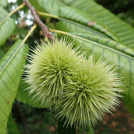 Castanea sativa \ Edel-Kastanie, Ess-Kastanie, Kroatien Istrien, Ičići 17.8.2016