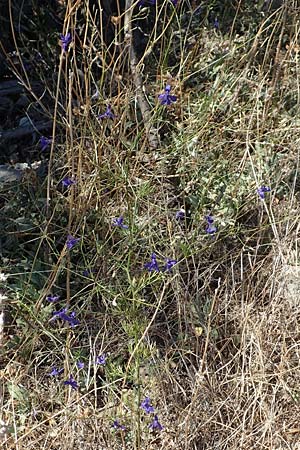 Delphinium consolida subsp. consolida \ Feld-Rittersporn / Forking Larkspur, Kroatien/Croatia Sveti Juray 18.8.2016