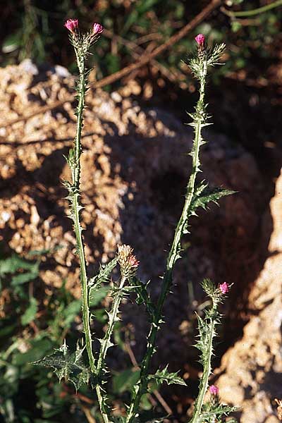 Carduus pycnocephalus \ Knuelkpfige Distel / Plymouth Thistle, Kroatien/Croatia Pelješac, Orebic 4.4.2006