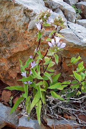 Campanula bononiensis \ Bologneser Glockenblume, Filz-Glockenblume / Pale Bellflower, European Bellflower, Kroatien/Croatia Velebit 18.8.2016