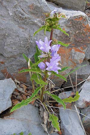 Campanula bononiensis \ Bologneser Glockenblume, Filz-Glockenblume, Kroatien Velebit 18.8.2016