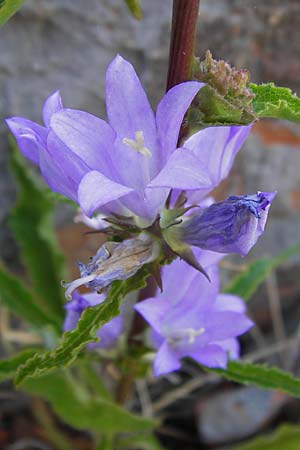 Campanula bononiensis \ Bologneser Glockenblume, Filz-Glockenblume / Pale Bellflower, European Bellflower, Kroatien/Croatia Velebit 18.8.2016