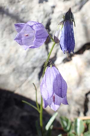 Campanula cespitosa \ Rasen-Glockenblume / Carpet Bellflower, Kroatien/Croatia Risnjak 14.8.2016