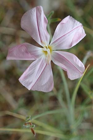 Convolvulus cantabrica \ Kantabrische Winde / Southern Bindweed, Kroatien/Croatia Istrien/Istria, Labin 17.8.2016