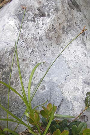 Carex ornithopoda \ Vogelfu-Segge / Bird's Foot Sedge, Kroatien/Croatia Velebit Zavizan 30.6.2010