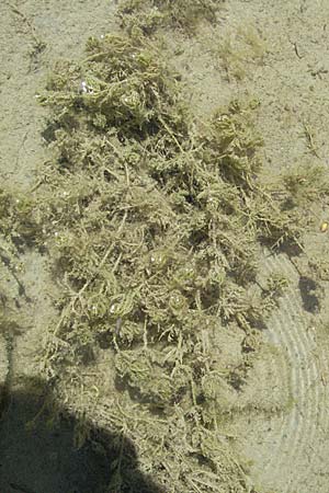 Myriophyllum spicatum \ hriges Tausendblatt / Spiked Water Milfoil, Kroatien/Croatia Istrien/Istria, Gračišće 15.7.2007