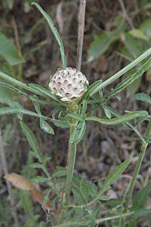 Cephalaria leucantha \ Weier Schuppenkopf, Kroatien Istrien, Gračišće 15.7.2007