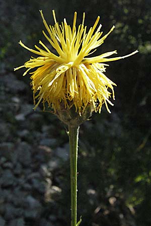 Centaurea rupestris \ Felsen-Flockenblume / Rock Knapweed, Kroatien/Croatia Istrien/Istria, Gračišće 15.7.2007