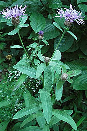 Centaurea jacea \ Wiesen-Flockenblume, Kroatien Risnjak 15.7.2007