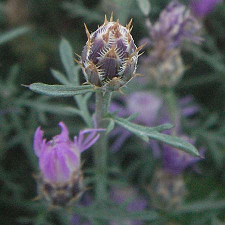 Centaurea brachtii \ Brachts Flockenblume / Bracht's Knapweed, Kroatien/Croatia Senj 16.7.2007