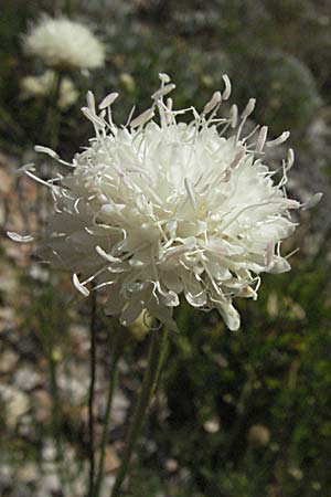 Cephalaria leucantha \ Weier Schuppenkopf, Kroatien Senj 16.7.2007