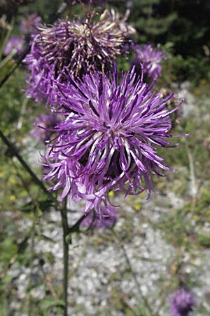 Centaurea scabiosa \ Skabiosen-Flockenblume / Greater Knapweed, Kroatien/Croatia Velebit 16.7.2007