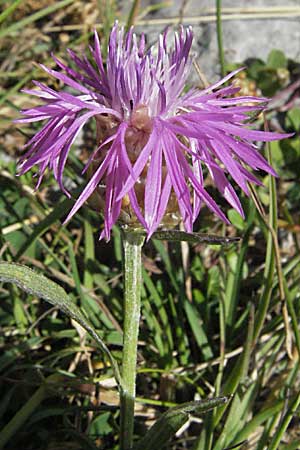 Centaurea haynaldii \ Haynalds Flockenblume, Kroatien Velebit Zavizan 17.7.2007