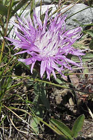 Centaurea haynaldii \ Haynalds Flockenblume, Kroatien Velebit Zavizan 17.7.2007