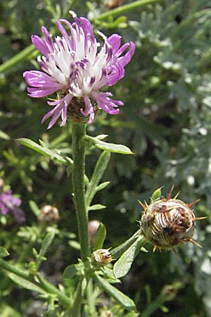 Centaurea brachtii \ Brachts Flockenblume / Bracht's Knapweed, Kroatien/Croatia Senj 18.7.2007