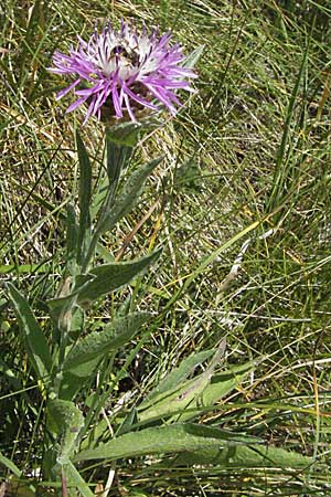Centaurea haynaldii \ Haynalds Flockenblume, Kroatien Gola Plješevica 18.7.2007