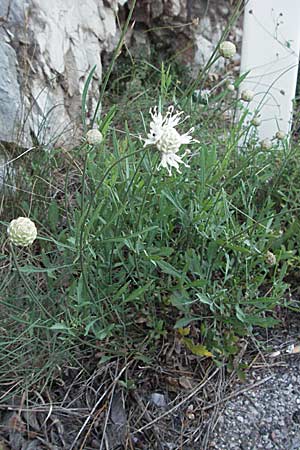 Cephalaria leucantha \ Weier Schuppenkopf, Kroatien Istrien, Mošćenička Draga 14.7.2007