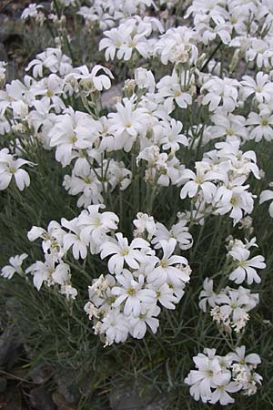 Cerastium grandiflorum \ Grobltiges Hornkraut, Kroatien Karlobag 3.6.2008