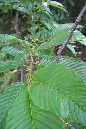 Rhamnus fallax \ Krainer Kreuzdorn, Kroatien Plitvička 30.6.2010