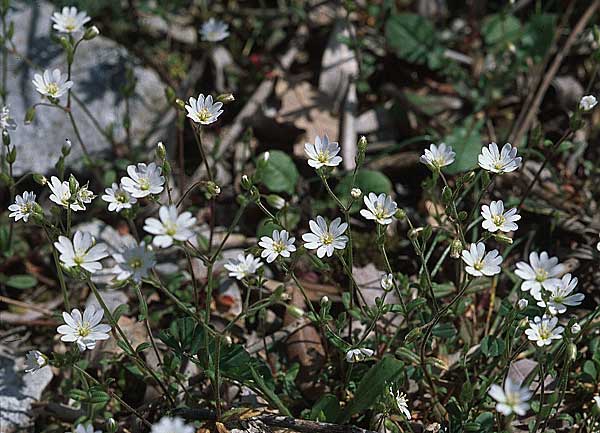 Cerastium ligusticum \ Ligurisches Hornkraut, Kroatien Gruda 3.4.2006