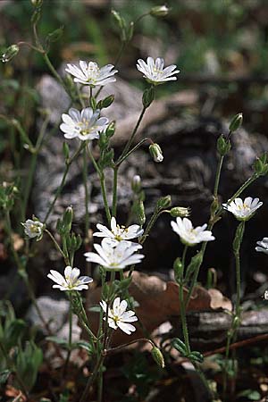 Cerastium ligusticum / Ligurian Mouse-Ear, Croatia Gruda 3.4.2006