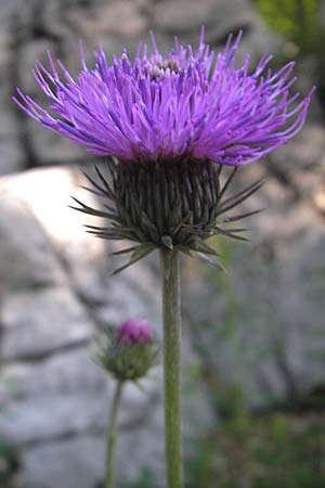 Carduus defloratus \ Alpen-Distel / Alpine Thistle, Kroatien/Croatia Velebit 30.6.2010