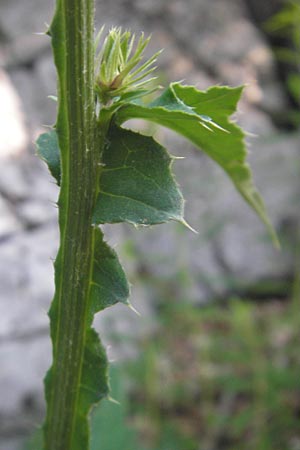 Carduus defloratus / Alpine Thistle, Croatia Velebit 30.6.2010