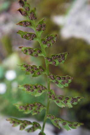 Cystopteris fragilis \ Zerbrechlicher Blasenfarn, Kroatien Velebit 19.8.2016