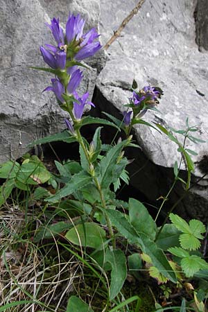 Campanula glomerata \ Knuel-Glockenblume / Clustered Bellflower, Kroatien/Croatia Velebit 18.8.2016