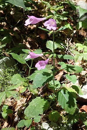 Clinopodium grandiflorum \ Grobltige Bergminze, Kroatien Učka 12.8.2016