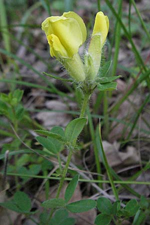 Cytisus supinus \ Niedriger Zwergginster, Kopf-Geiklee, Kroatien Istrien, Poreč 26.5.2006