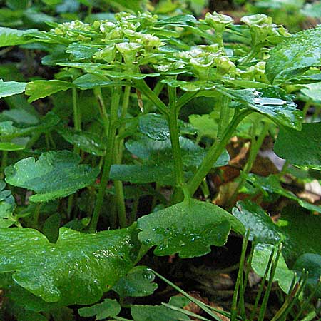 Chrysosplenium alternifolium \ Wechselblättriges Milzkraut, Gold-Milzkraut / Alternate-Leaved Golden-Saxifrage, Kroatien/Croatia Medvednica 5.6.2006