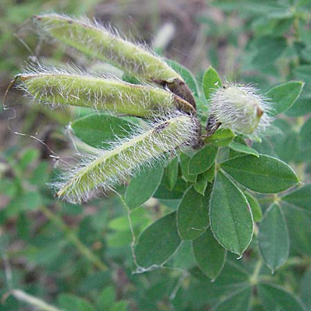 Cytisus supinus / Clustered Broom, Croatia Plitvička 19.7.2007