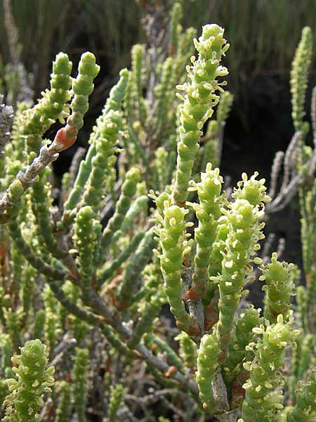 Salicornia europaea \ Europischer Queller / Common Glasswort, Kroatien/Croatia Šibenik 3.6.2008