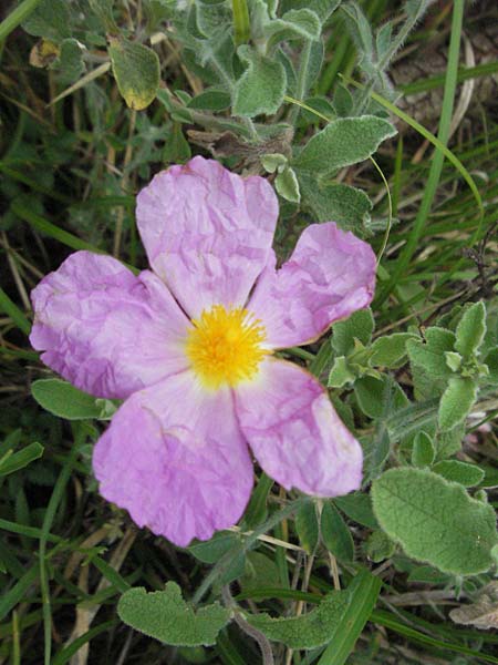 Cistus incanus subsp. incanus \ Graubehaarte Zistrose / Grey Cistus, Kroatien/Croatia Istrien/Istria, Bale 29.5.2006