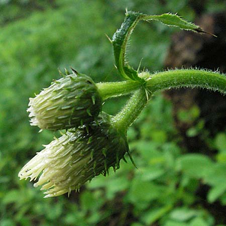 Cirsium erisithales \ Klebrige Kratzdistel / Yellow Thistle, Kroatien/Croatia Plitvička 3.6.2006