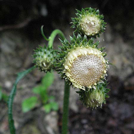 Cirsium erisithales \ Klebrige Kratzdistel, Kroatien Plitvička 3.6.2006