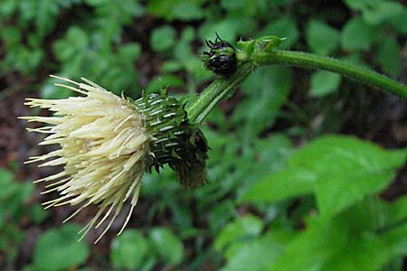 Cirsium erisithales \ Klebrige Kratzdistel / Yellow Thistle, Kroatien/Croatia Plitvička 3.6.2006